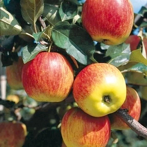 Яблоня Гала (однолетка) Яблоня Гала (однолетка)