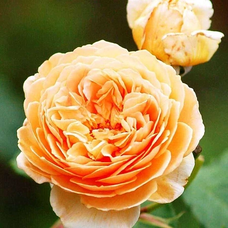 Роза английская Чарльз Остин (Charles Austin) абрикосовая С4