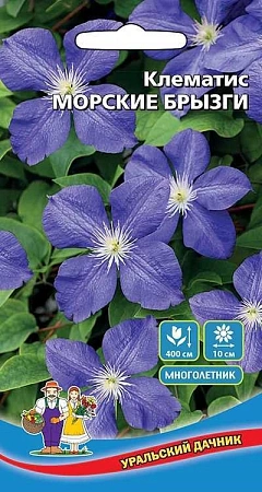 Клематис Морские Брызги (УД)