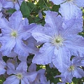 Клематис Голубой Ангел Клематис Голубой Ангел