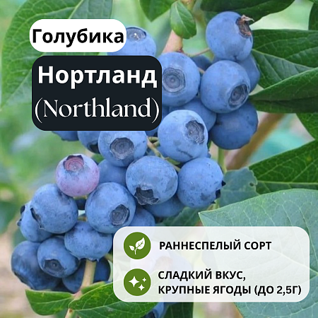 Голубика Нортланд (Northland) С1,5 Голубика Нортланд (Northland) С1,5