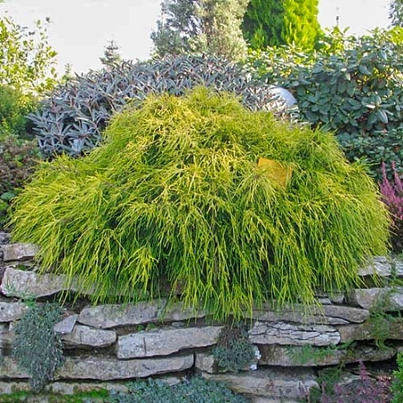 Кипарисовик горохоплодный Санголд 20-25 см