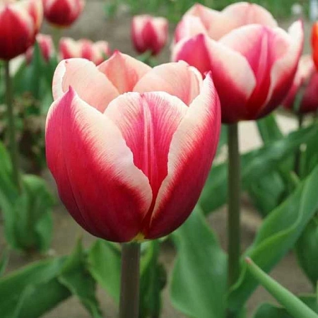 Тюльпан Pole Position (5 шт. в уп.)