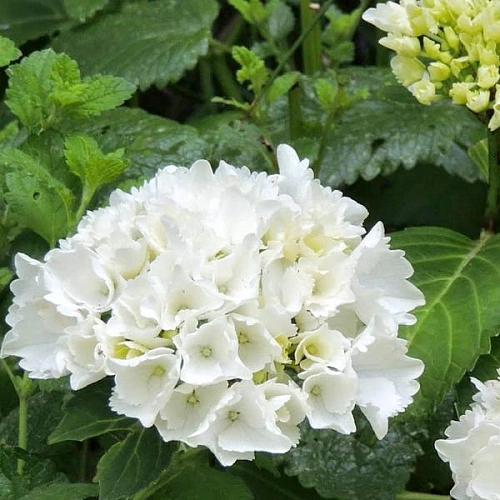 Гортензия крупнолистная Wudu Гортензия крупнолистная Wudu