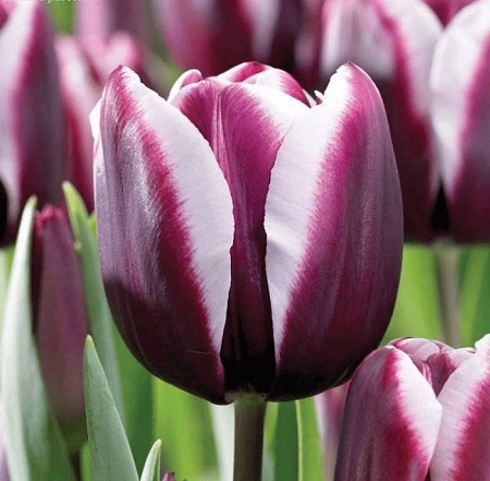 Тюльпан Muralto (5 шт. в уп.)