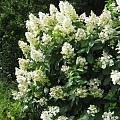 Гортензия метельчатая Tardiva 80-90 cм Гортензия метельчатая Tardiva 80-90 cм