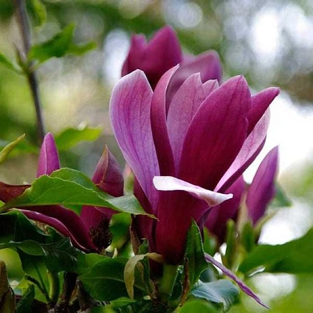 Магнолия Purpurea