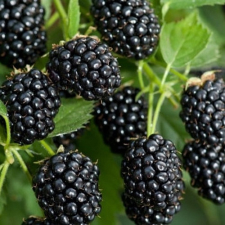 Ежевика Вайлд Треже (Wild Treasure) C3