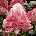 Гортензия Pink Lady метельчатая С3 Гортензия Pink Lady метельчатая С3