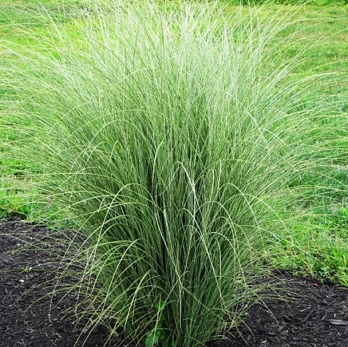 Мискантус Morning Light китайский С2 Мискантус Morning Light китайский С2