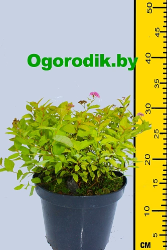 Спирея японская Golden Princess 30-40 см Спирея японская Golden Princess 30-40 см