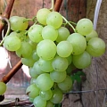 Виноград Циравас Аграа Виноград Циравас Аграа