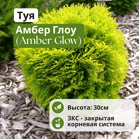 Туя Амбер Глоу (Amber Glow) западная 30 см