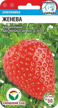 Земляника Женева, 10 шт (Сиб Сад)