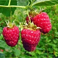 Малина Маравилла Малина Маравилла