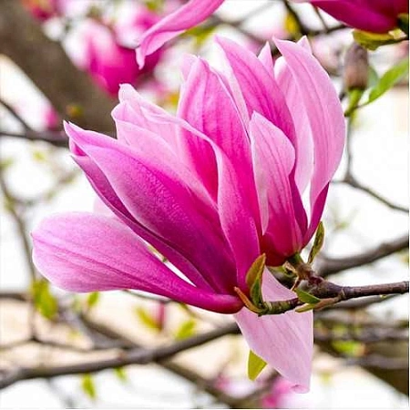 Магнолия Galaxy