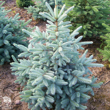 Ель голубая Кейбаб (Kaibab) 20-30 см