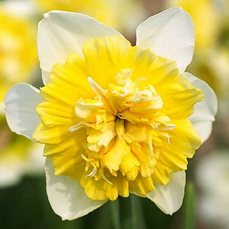 Нарцисс Ice King (5 шт. в уп.)