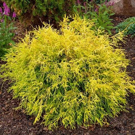 Кипарисовик Голден Моп горохоплодный