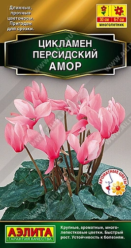 Цикламен персидский Амор, 3 шт Цикламен персидский Амор, 3 шт