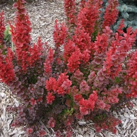 Барбарис Флоренс (Florence) тунберга