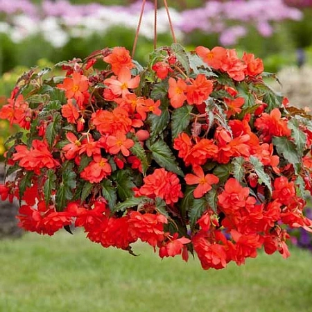 Бегония Pendula Orange (2 шт. в уп.)