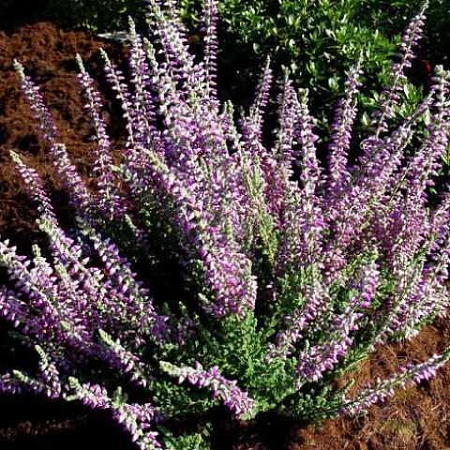 Вереск Сильвана (Silvana)