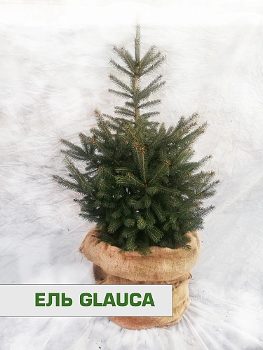 Ель голубая Глаука 100-130 см Ель голубая Глаука 100-130 см