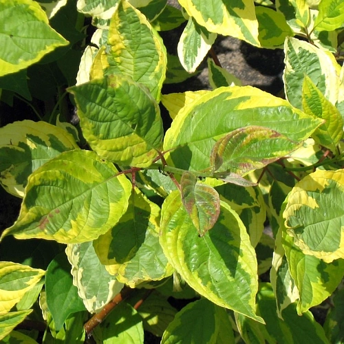 Дерен Spaethii (Шпети) 40-60 см Дерен Spaethii (Шпети) 40-60 см