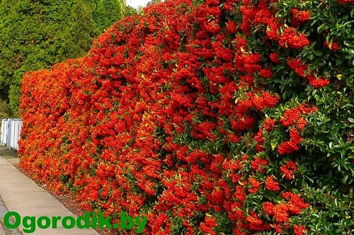 Пираканта Red column 85-95 см Пираканта Red column 85-95 см