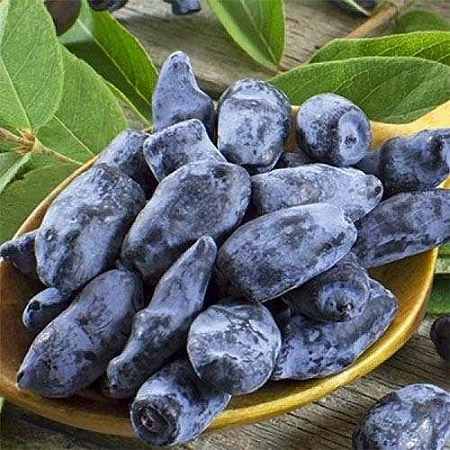 Жимолость съедобная Морена Жимолость съедобная Морена