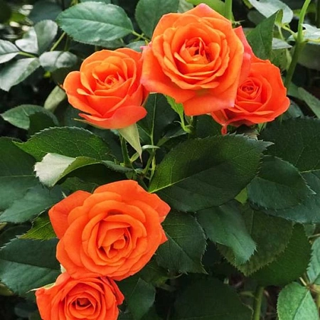 Роза Miniature Orange