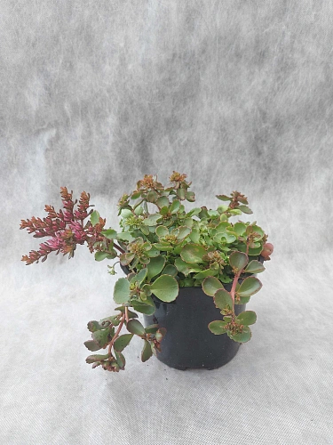 Очиток (Седум) Dragons Blood ложный Очиток (Седум) Dragons Blood ложный