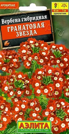 Вербена Гранатовая звезда, 40 шт (АЭЛИТА)