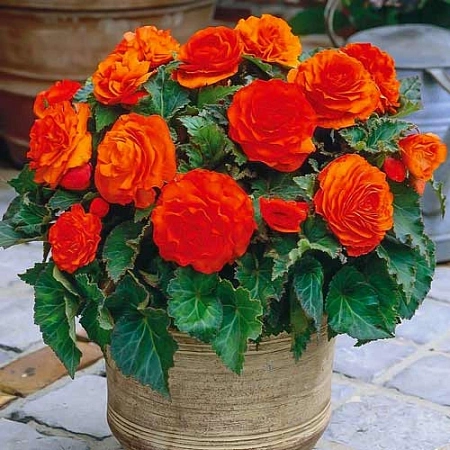 Бегония клубневая Нон-стоп