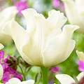 Тюльпан White Liberstar (5 шт. в уп.) Тюльпан White Liberstar (5 шт. в уп.)