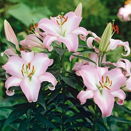 Лилия Van Veen (2 шт. в уп.)