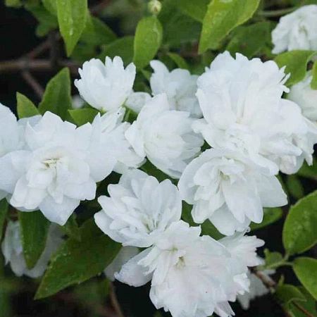 Чубушник Frosty Morn 40-60 см