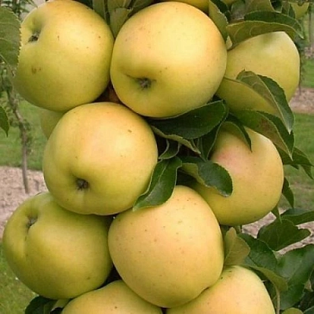 Яблоня Ася (колоновидная)