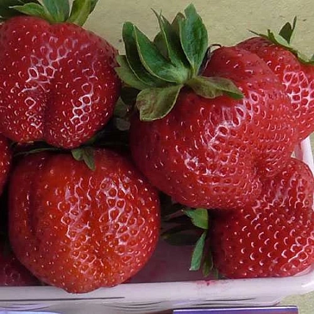 Клубника Дестини