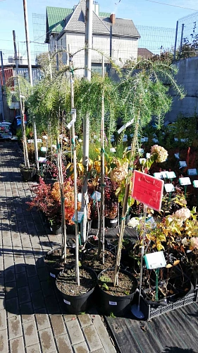 Лиственница Стифф Випер японская штамб 200 см Лиственница Стифф Випер японская штамб 200 см