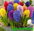 Гиацинт Purple Sensation Гиацинт Purple Sensation