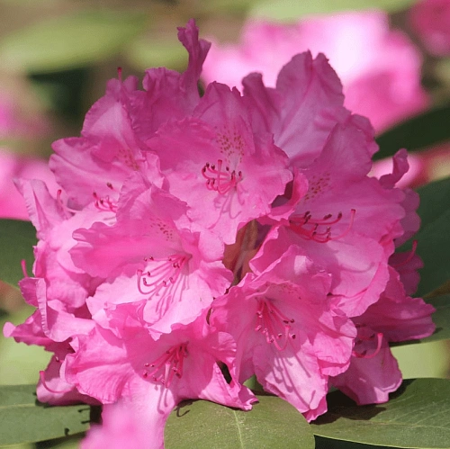 Рододендрон Lumina якушиманский Рододендрон Lumina якушиманский