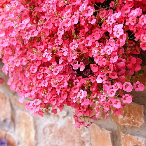 Диасция Диасция