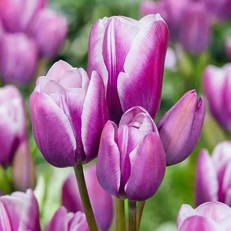 Тюльпан Purple Elegance