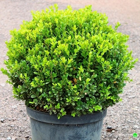 Самшит Фолкнер