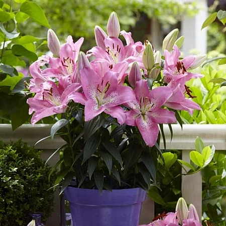 Лилия Farolito (2 шт. в уп.)