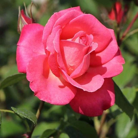 Роза плетистая Сегун (Shogun) Сербия