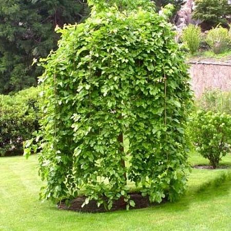 Шелковица плакучая на штамбе Черная Баронесса