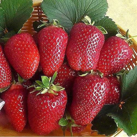 Клубника Пирчинкью